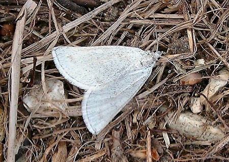 Grey Carpet Lithostege griseata