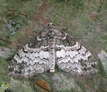 Adult • Dorset • © Paul Harris