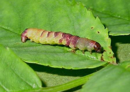 Yellow-barred Brindle Acasis viretata