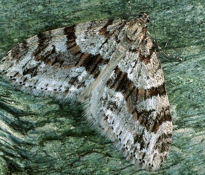 Adult • Gait Barrows NNR, Lancashire • © Rob Petley-Jones