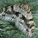 Adult • Gait Barrows NNR, Lancashire • © Rob Petley-Jones