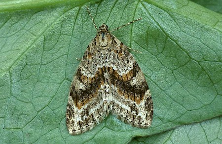 Barred Tooth-striped Trichopteryx polycommata