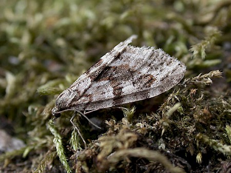 Barred Tooth-striped Trichopteryx polycommata