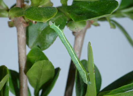 Barred Tooth-striped Trichopteryx polycommata