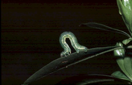 Barred Tooth-striped Trichopteryx polycommata