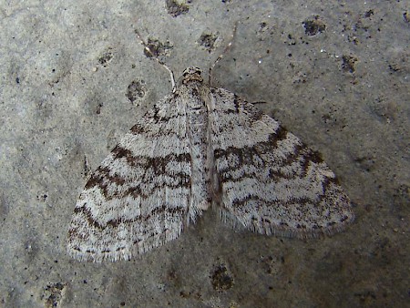 Early Tooth-striped Trichopteryx carpinata