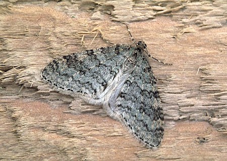 Early Tooth-striped Trichopteryx carpinata