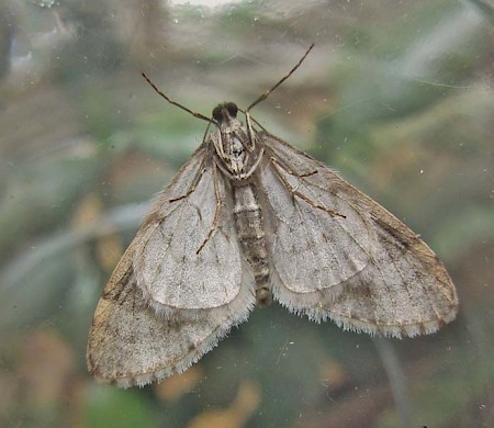 Early Tooth-striped Trichopteryx carpinata