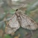 Adult underside • East Ross • © Nigel Richards