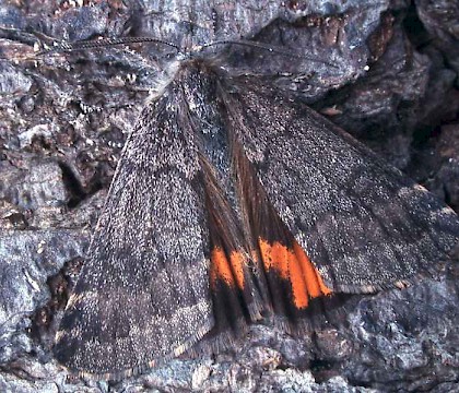 Male • Monks Wood NNR, Hunts • © Nick Greatorex-Davies