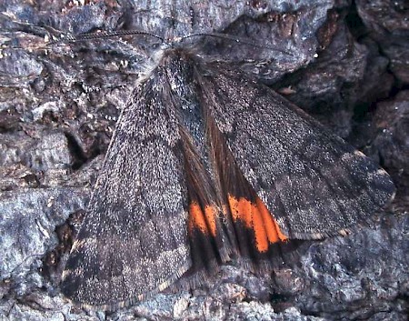 Light Orange Underwing Boudinotiana notha