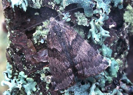 Light Orange Underwing Boudinotiana notha