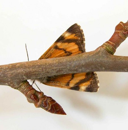 Light Orange Underwing Boudinotiana notha