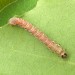 Larva • Holman Wood, East Sussex • © Dave Monk