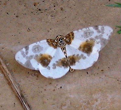 Clouded Magpie Abraxas sylvata