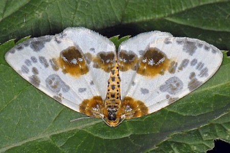 Clouded Magpie Abraxas sylvata