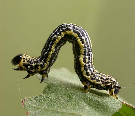 Clouded Magpie Abraxas sylvata