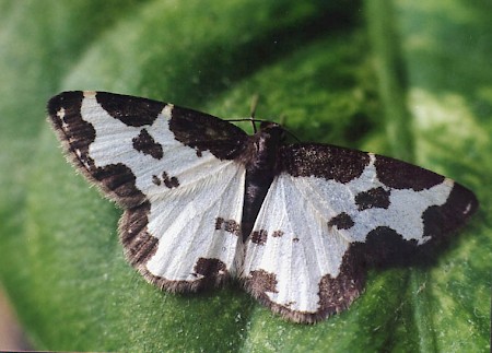 Clouded Border Lomaspilis marginata