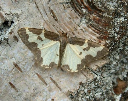 Clouded Border Lomaspilis marginata