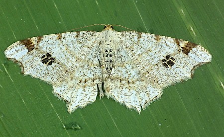 Peacock Moth Macaria notata