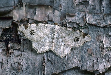 Peacock Moth Macaria notata