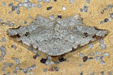 Sharp-angled Peacock Macaria alternata