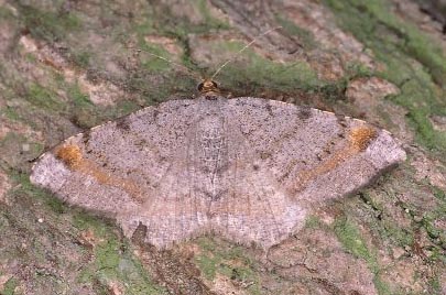 Tawny-barred Angle Macaria liturata