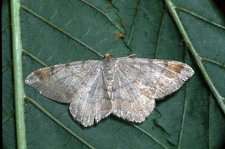 Tawny-barred Angle Macaria liturata