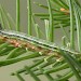 Larva • Larva ex. Darren Whitehead • © Ian Kimber
