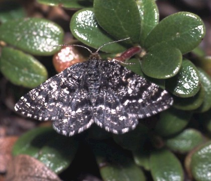 Adult &bull; Speyside, Scotland &bull; &copy; David Green/Butterfly Conservation
