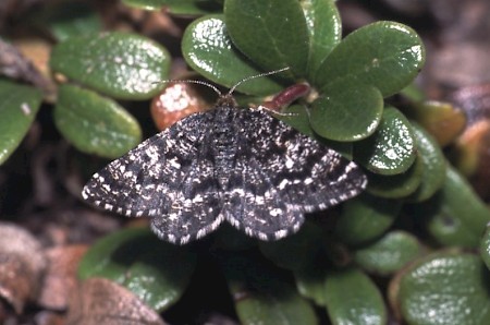 Netted Mountain Moth Macaria carbonaria