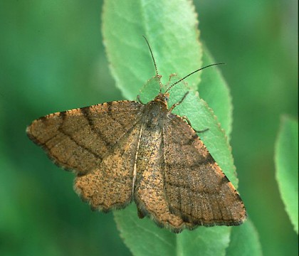 Adult • E. Invernessshire • © Roy Leverton