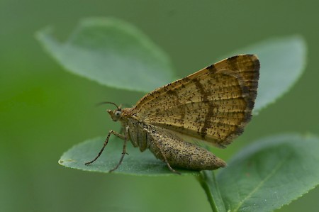 Rannoch Looper Macaria brunneata