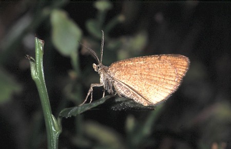 Rannoch Looper Macaria brunneata