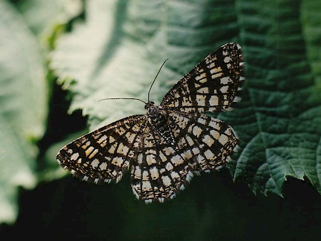 Latticed Heath Chiasmia clathrata