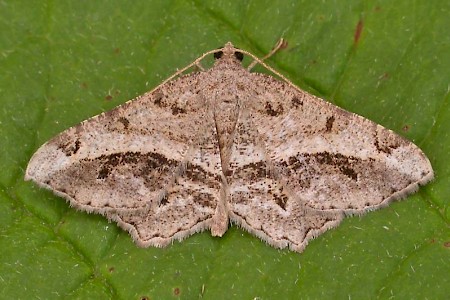 Tamarisk Peacock Chiasmia aestimaria