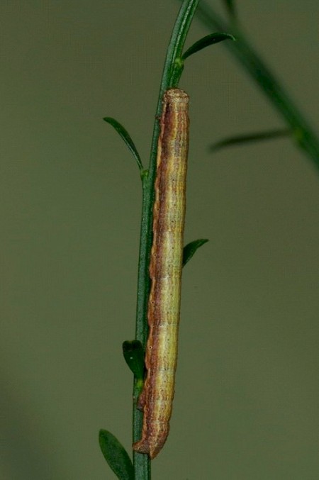 Frosted Yellow Isturgia limbaria