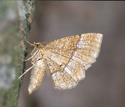 Adult • Dorset • © Paul Harris