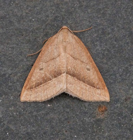 Brown Silver-line Petrophora chlorosata