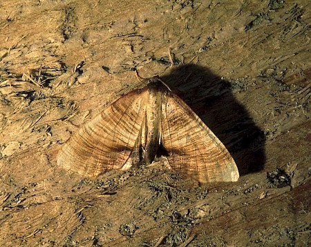 Scorched Wing Plagodis dolabraria