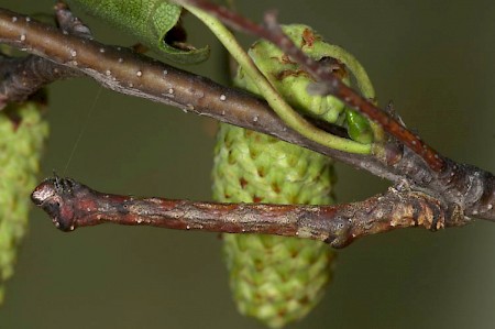 Scorched Wing Plagodis dolabraria