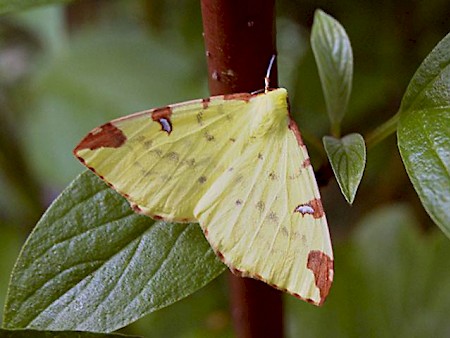 Brimstone Moth Opisthograptis luteolata