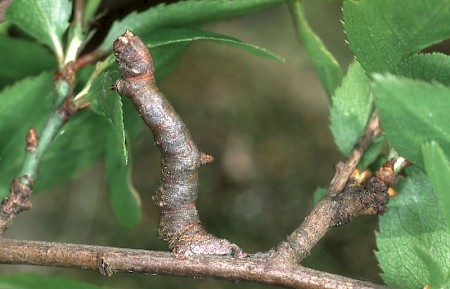 Brimstone Moth Opisthograptis luteolata