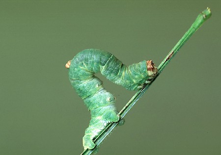 Brimstone Moth Opisthograptis luteolata