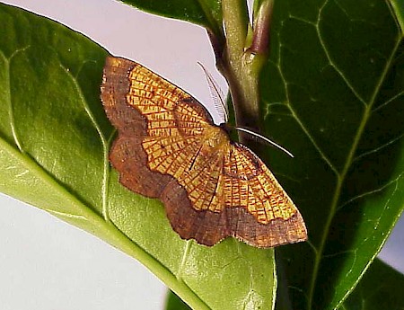 Dark Bordered Beauty Epione vespertaria