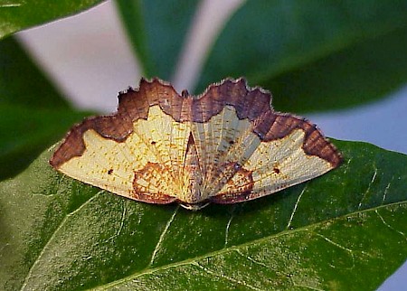 Dark Bordered Beauty Epione vespertaria