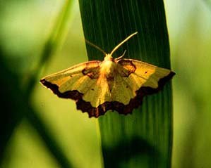 Dark Bordered Beauty Epione vespertaria