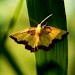 Female • Newham Bog, Northumberland • © Keith Dover