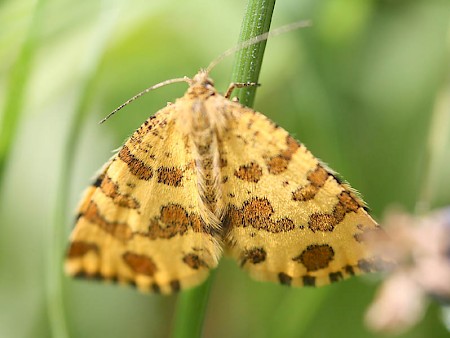 Speckled Yellow Pseudopanthera macularia