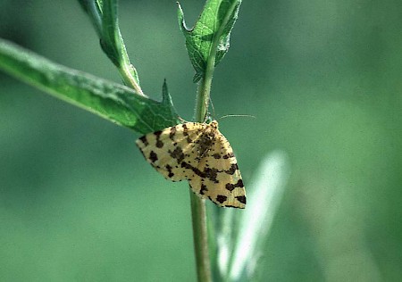 Speckled Yellow Pseudopanthera macularia